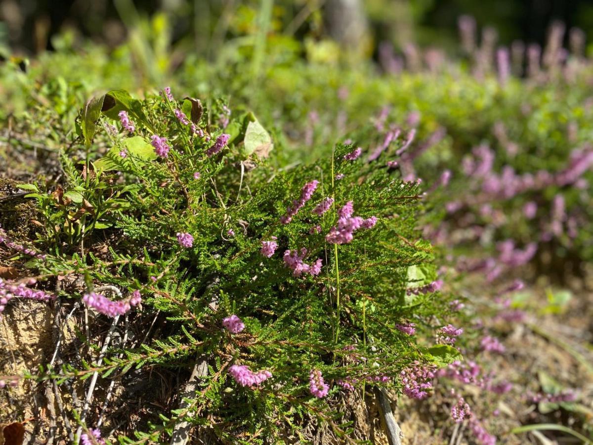 Pine Lodge Hlevci Zewnętrze zdjęcie